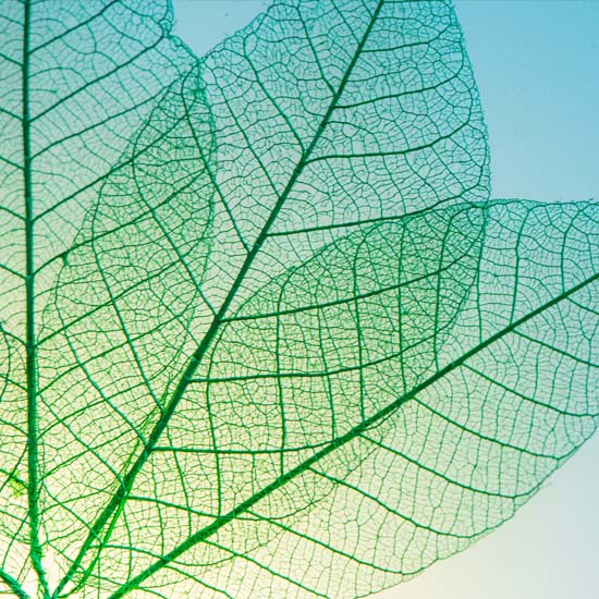 leaves